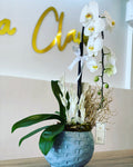 Orquidea Phalaenopsis Cascada